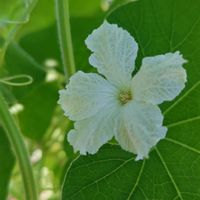 ヒョウタン,ヒョウタン,ニンニク,ヒョウタンの花,ひょうたんの画像