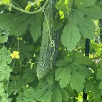 ゴーヤ,花壇,ガーデニング,自家製野菜,ウリ科の画像
