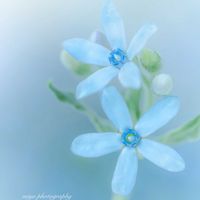 ブルースター,ガーデニング,花のある暮らし,おうち園芸の画像