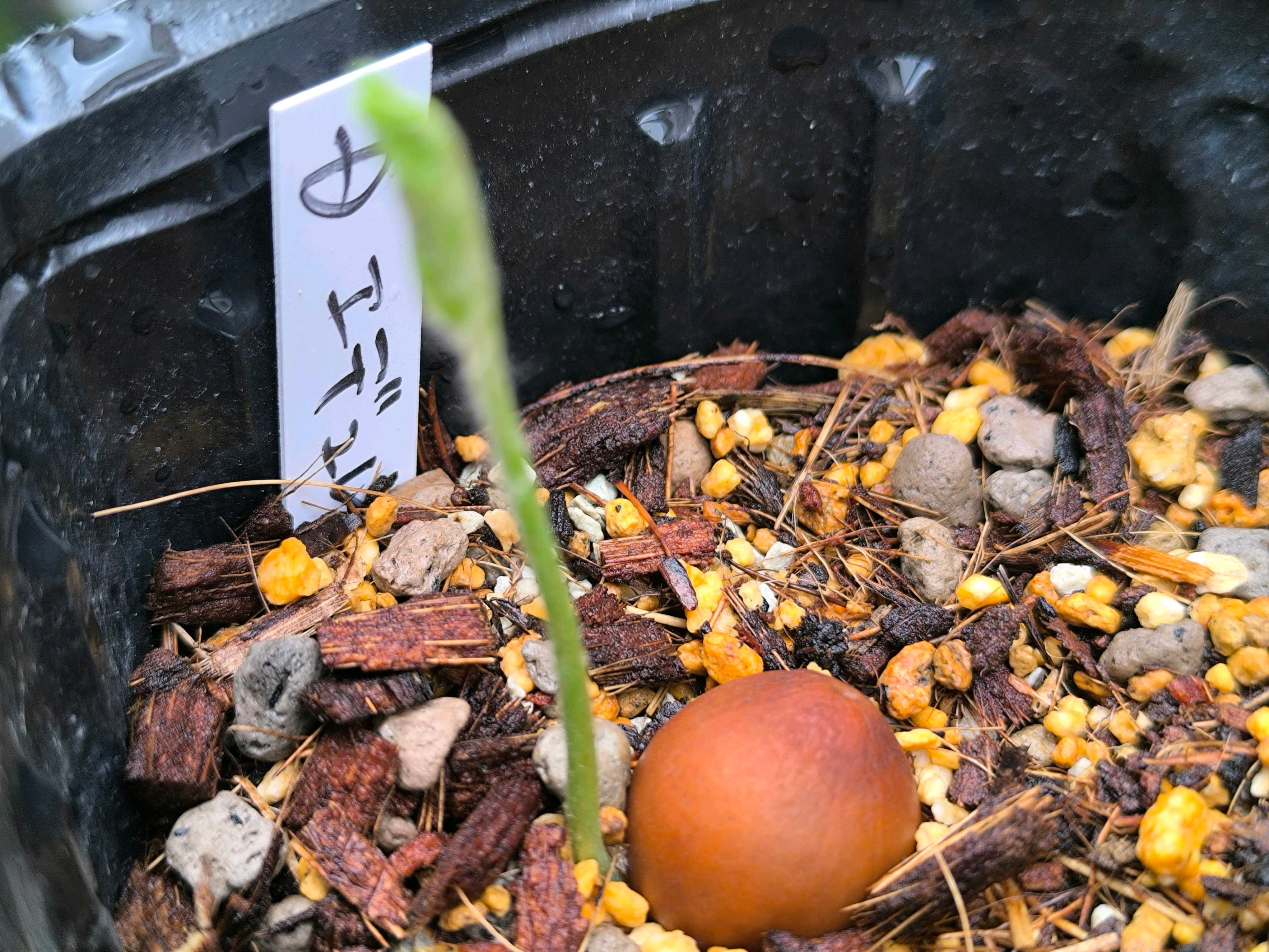 ディオーンの一覧|🍀GreenSnap(グリーンスナップ) ディオーンの一覧|🍀GreenSnap(グリーンスナップ)