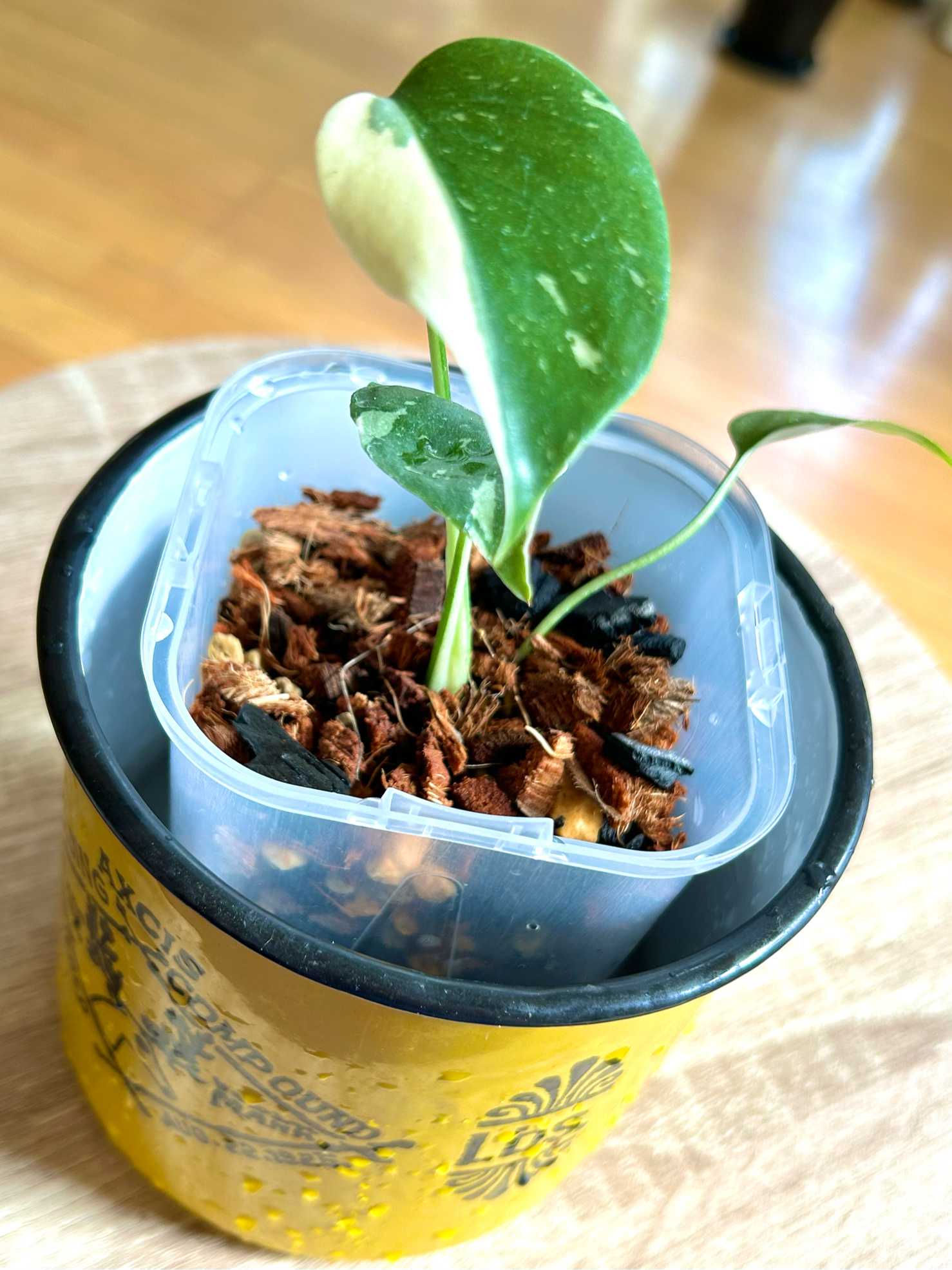 成長記録】モンステラタイコンステレーション｜🍀GreenSnap（グリーン