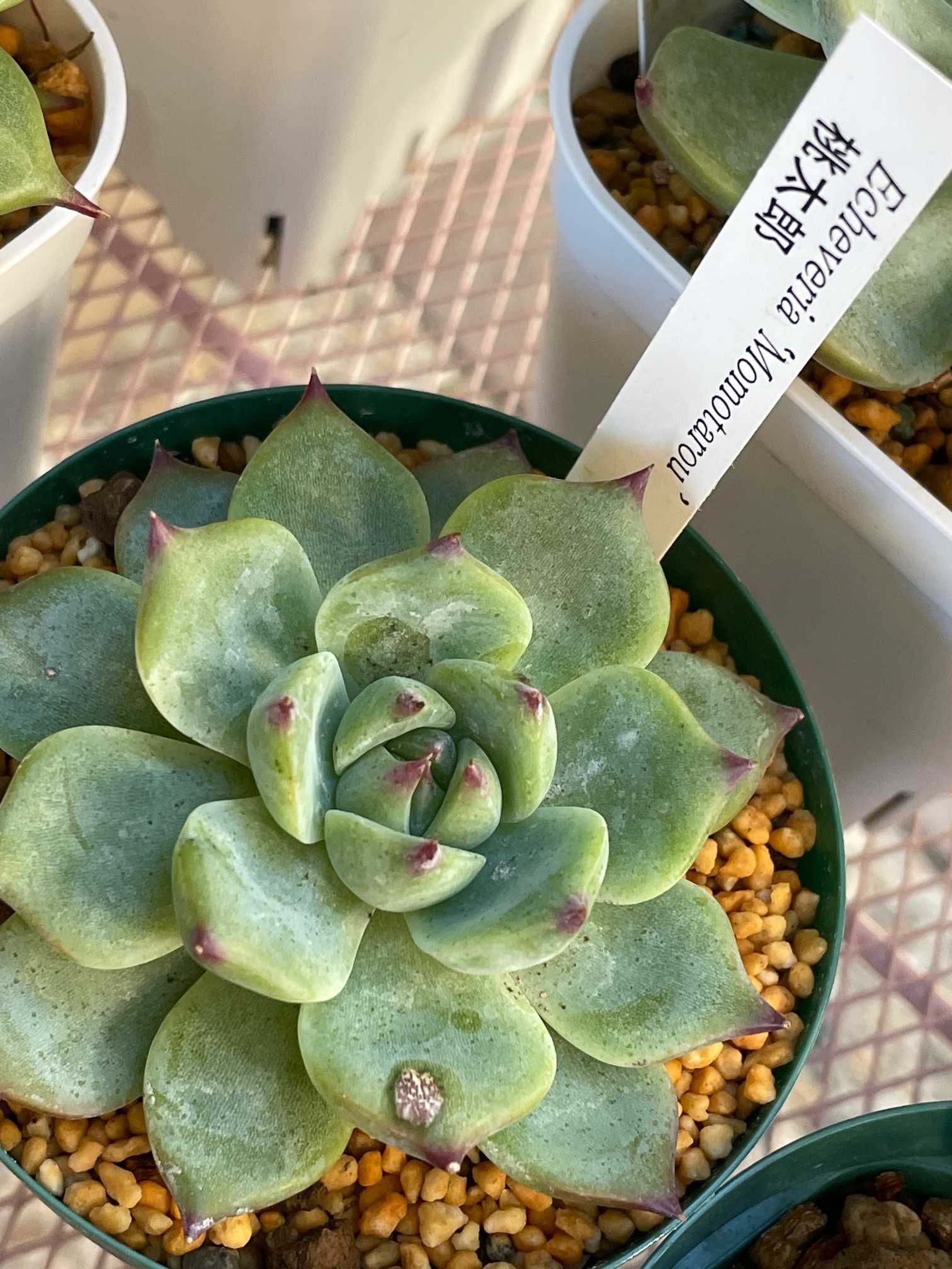 多肉植物 エケベリア サボテン センセーション 100株 超美苗 サボテン 観葉植物 花 園芸px29 サボテン