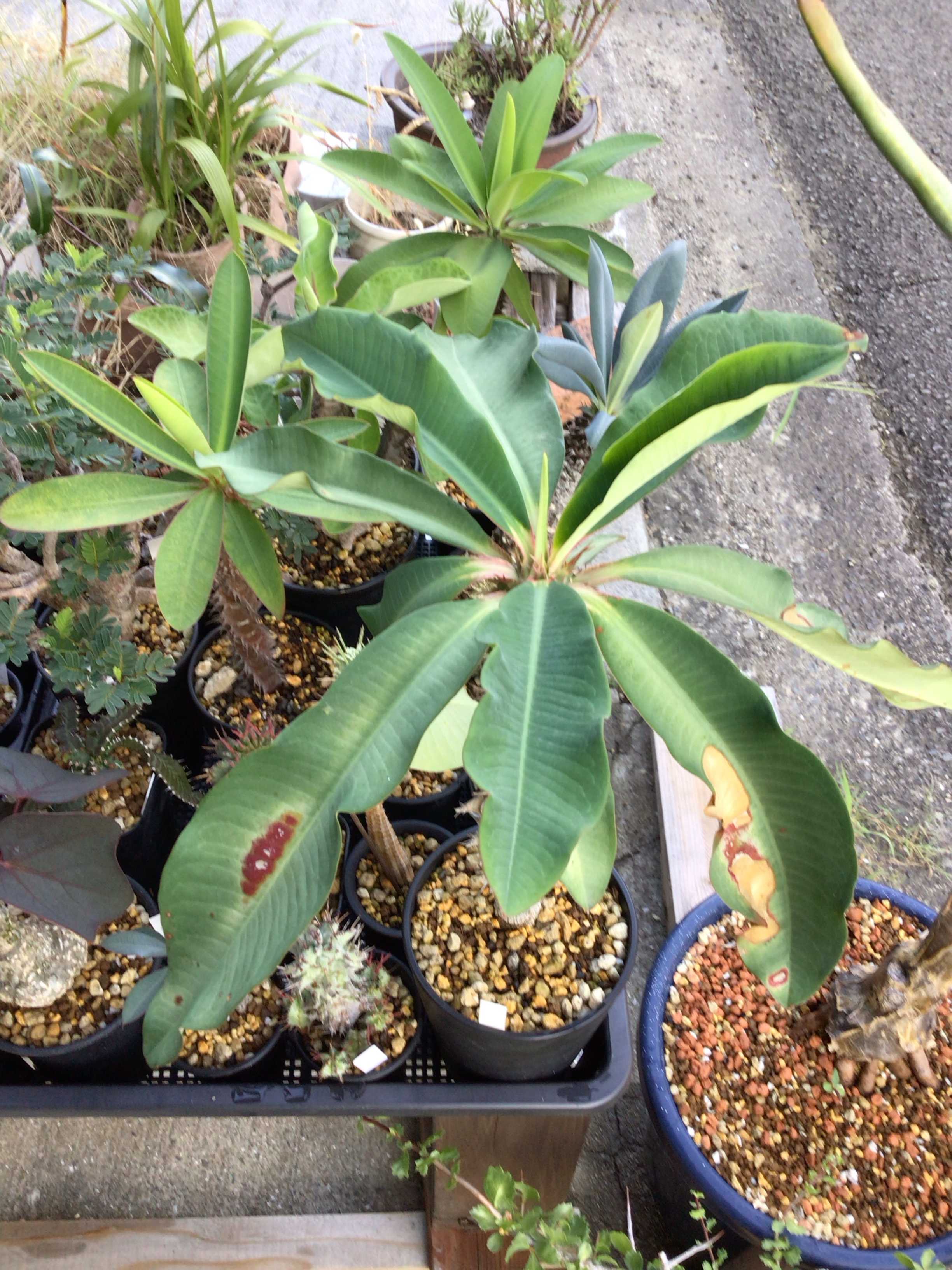 コミフォラ　クア コミフォラ クア Commiphora kua 20230901 | SPG 'for sale'