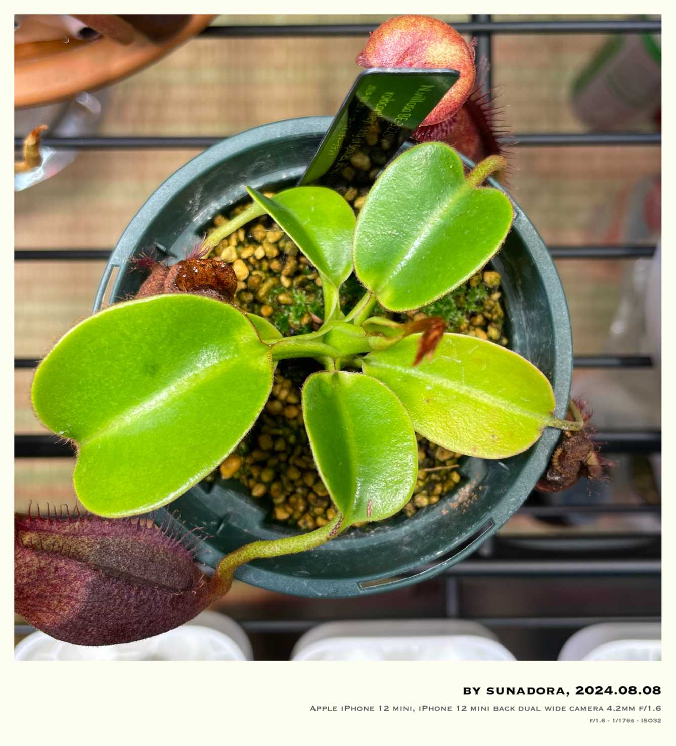 N.villosa × robcantleyi BE-4079｜🍀GreenSnap（グリーンスナップ）