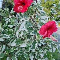ハイビスカス,斑入りハイビスカス,今日のお花,いつもの公園,いつもの公園1️⃣の画像