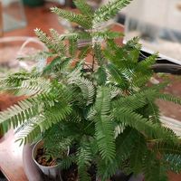 エバーフレッシュ,エバーフレッシュ,植物のある暮らし,botanical life,こまりねこ エバーフレッシュの画像