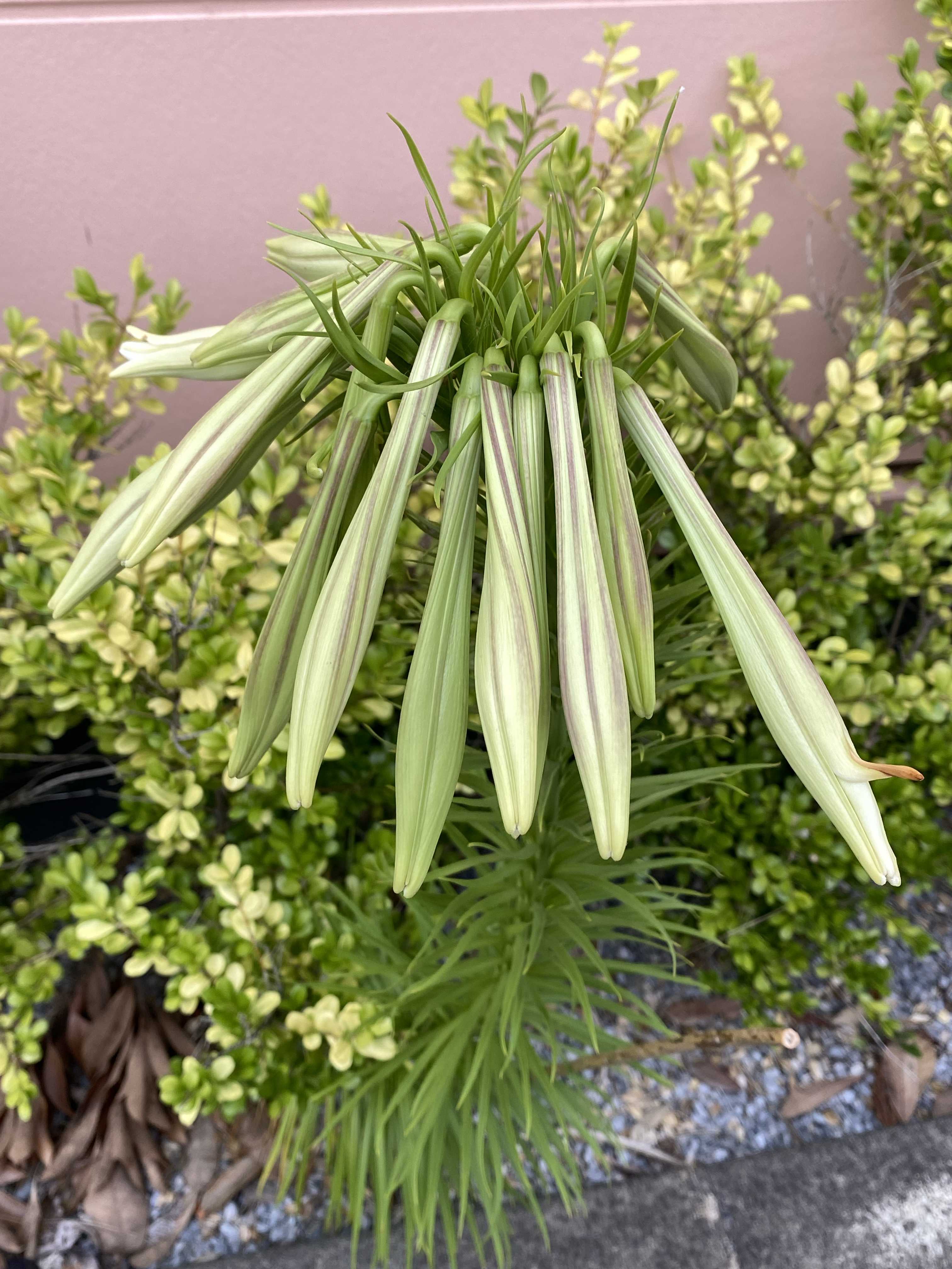 帯化の一覧｜🍀GreenSnap（グリーンスナップ）