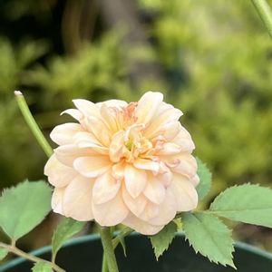 バラ,バラ,ミニバラ,ミニバラ,薔薇の画像