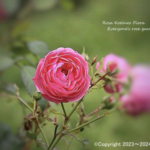 白い花,ピンクの花,薔薇♪,北海道,バラ科の画像