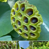 ヒシ,クワイ,オニバスの花,ハスの花托,水辺の植物の画像