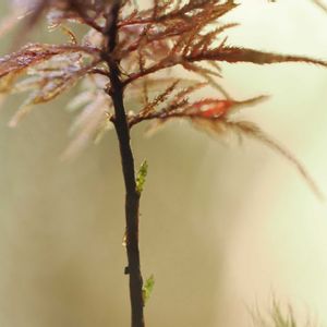 フジノマンネングサ,観葉植物,テラリウム,成長記録,苔リウムの画像