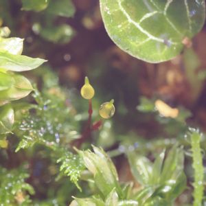 シノブゴケ,観葉植物,テラリウム,成長記録,苔リウムの画像