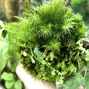 苔テラリウム,花のある暮らし,ありがとう❤️,おうち園芸,8月10日は苔の日の画像