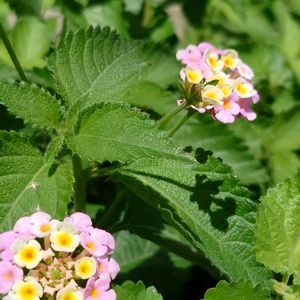 ランタナ,多肉植物,公園,散歩,ガーデニングの画像