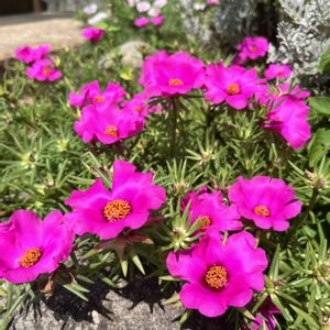 マツバボタン(松葉牡丹),マツバボタン(松葉牡丹),グランドカバー,白い花,ピンクの花の画像