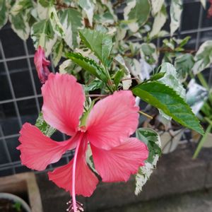 ハイビスカス,観葉植物,ガーデニング,グリーン,男前の画像