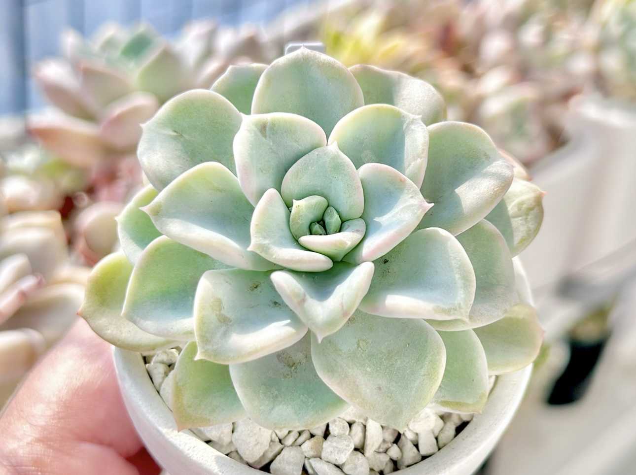 ギャラクシーブルーの一覧｜🍀GreenSnap（グリーンスナップ）