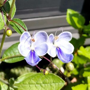 クロデンドルム　ブルーウィング,鉢植え,花のある暮らし,季節のお花,花芽発見!の画像