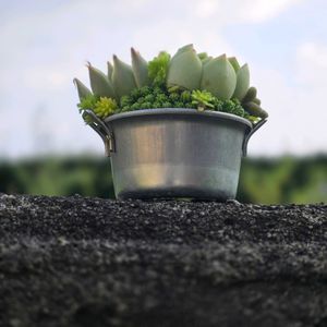 寄せ植え,多肉植物,100均,多肉植物寄せ植え,寄せ植え修行中の画像