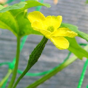 ゴーヤ,季節の花,花のある暮らし,自家製野菜,夏野菜の画像