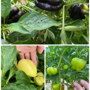 夏野菜,畑の野菜,家庭菜園の画像