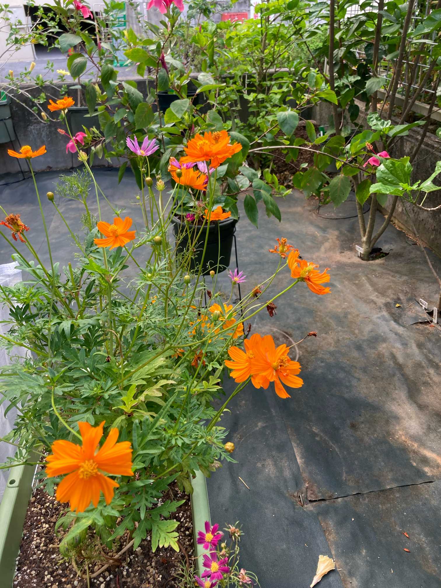 宿根コスモス類問い合わせ 商品詳細｜布木の里 花信｜古典植物・山野草