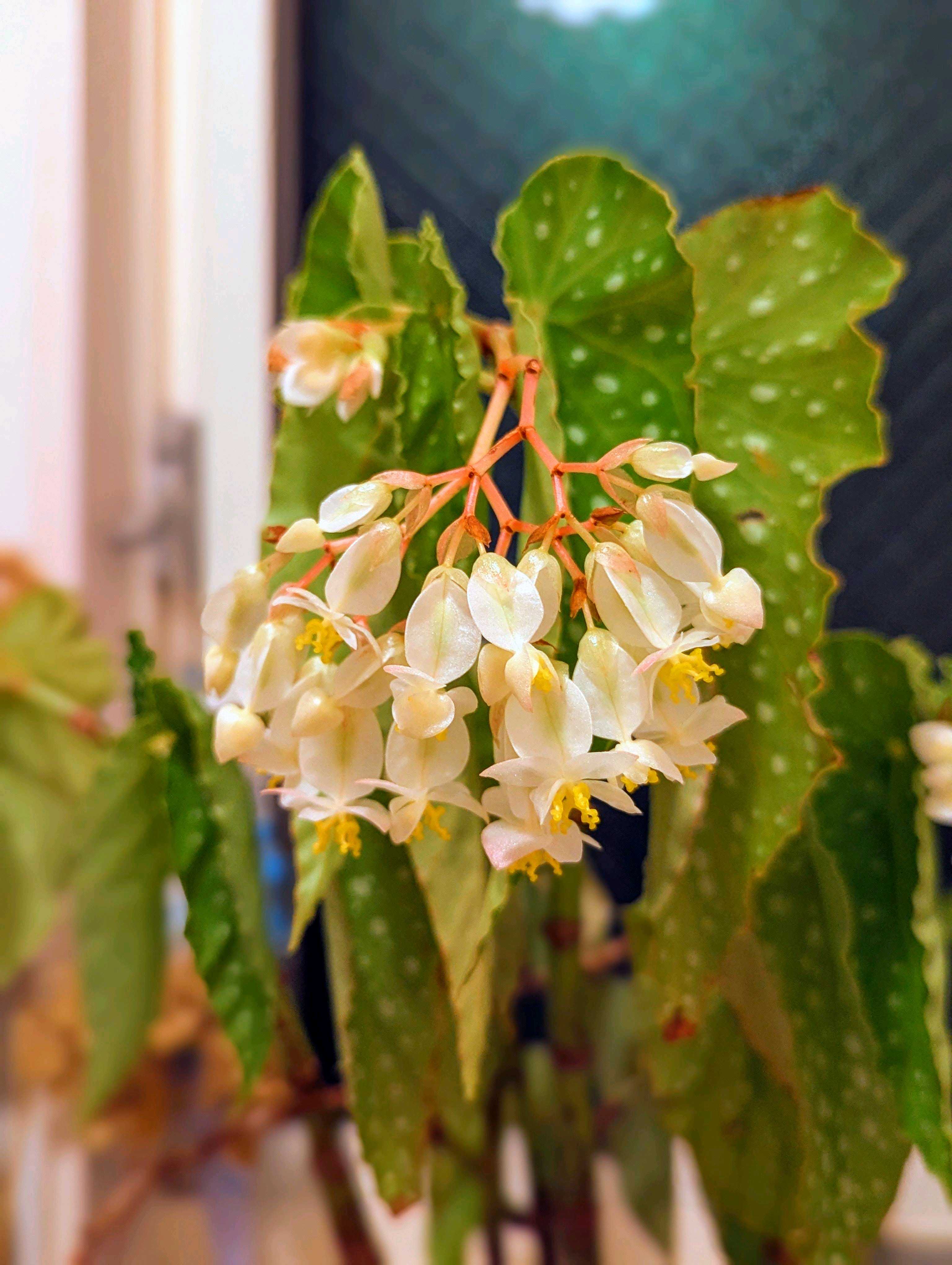 木立ベゴニア そよ風の一覧｜🍀GreenSnap（グリーンスナップ）