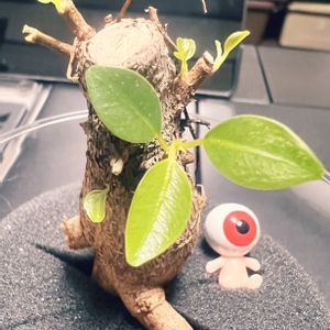 ガジュマル,ガジュマル,丸坊主剪定,Table Plants ガジュマル (テーブルプランツ) ,Table Plants ガジュマル (テーブルプランツ) の画像