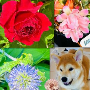 多肉植物,癒し,ジャンクガーデン,ばら バラ 薔薇,汚庭の画像