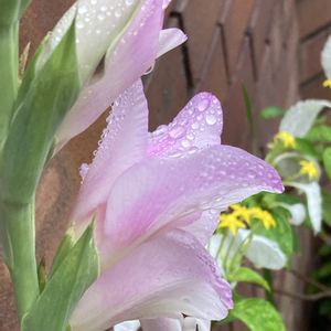 グラジオラス,レンガ,ピンクの花,今日のお花,雨粒を纏って、、、の画像