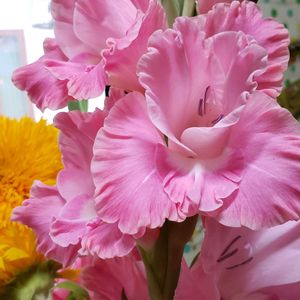 切り花,花のある暮らし,綺麗なお花,今日のお花,温泉県大分♨️の画像