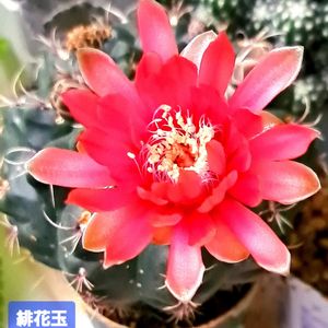 緋花玉,ギムノカリキウム　緋花玉,ダイソー,植物男子ベランダー,緋花玉 。の画像