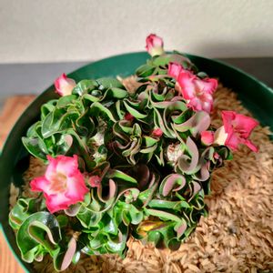 アデニウム,アデニウム,多肉植物,観葉植物,実生の画像