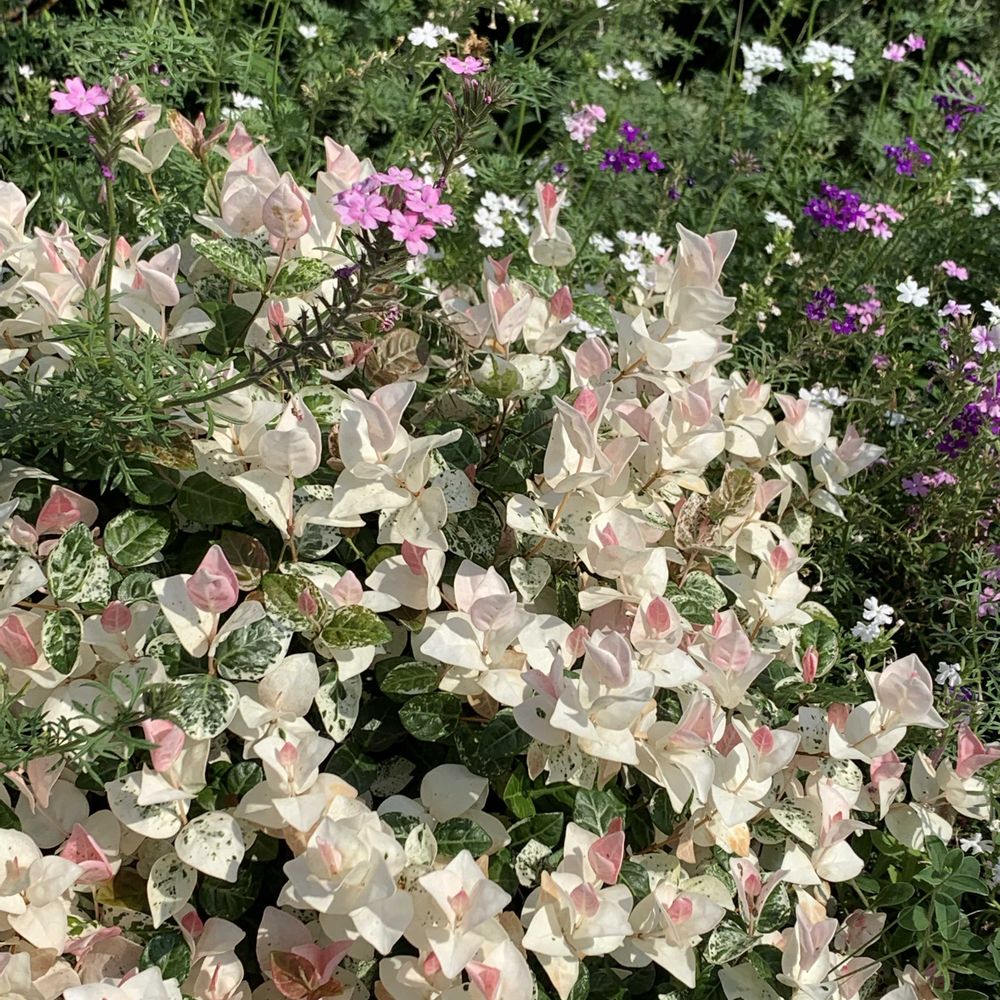 ＊ころろ＊さんの山下公園への投稿