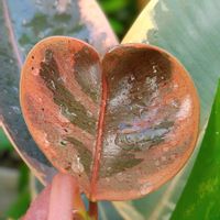 フィカス・ティネケ,フィカス,葉っぱ,葉焼け,植物のある暮らしの画像