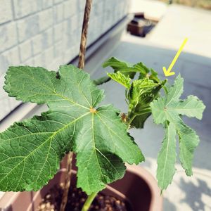 オクラ,プランター野菜,家庭菜園,玄関アプローチの画像