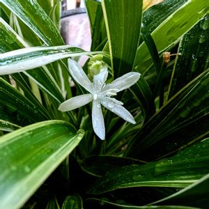 オリヅルラン,祈る震災復興,出窓,水耕栽培,開花の画像