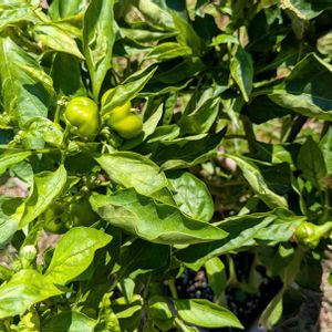 ピーマン,ピーマン　(ニューエース),ピーマン　(ニューエース),プランター野菜,家庭菜園の画像