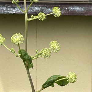 ウドの花,ウド,シンテッポウユリ,山芋 むかご,やまいもの画像