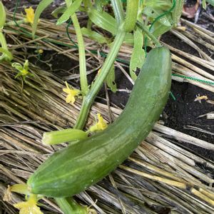 キュウリ,キュウリ,精霊馬,種から,家庭菜園奮闘日記の画像