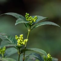 センリョウ,自然教育園目黒の画像