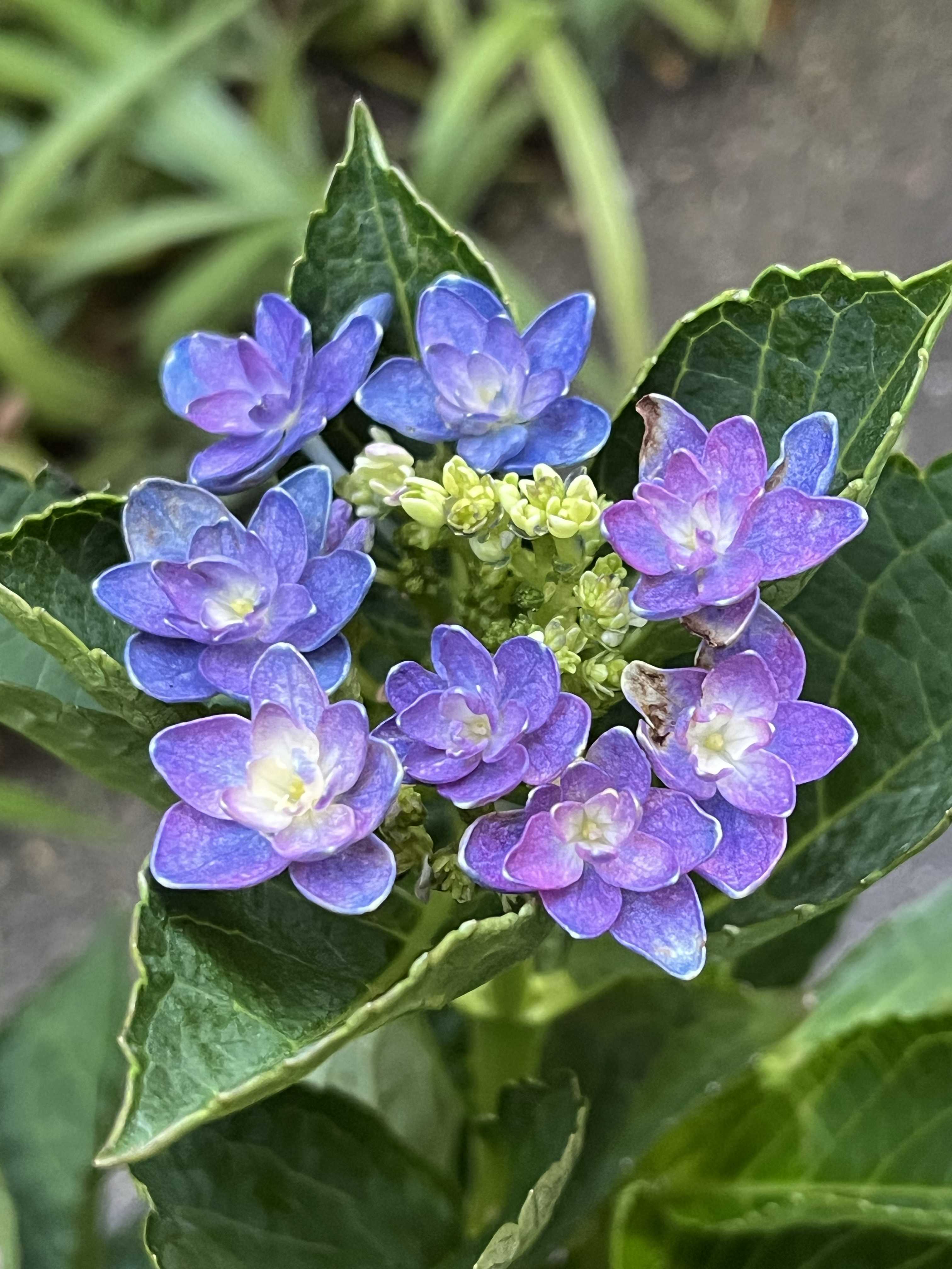 塩原花園の一覧|🍀GreenSnap(グリーンスナップ) 塩原花園の一覧|🍀GreenSnap(グリーンスナップ)