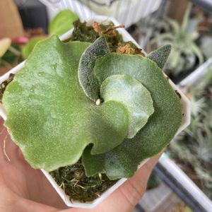 ビカクシダ ウィリンキー OMG コルク付け #鹿角蕨 