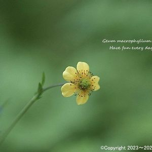 山野草,青空,北海道,黄色の花,斑入り。の画像