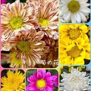 切り花,多年草,お盆,菊の花,色とりどりの画像