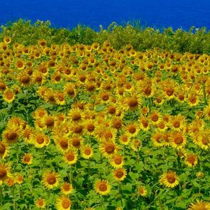 ひまわり,観察,花束,お出掛け先,世界文化遺産の画像