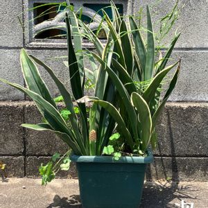 オモト,万年青,万年青(おもと),古典園芸植物,伝統園芸植物の画像