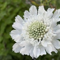 スカビオサ,スカビオサ・コーカシカ ファーマ,ガーデニング,宿根・多年草,つぶつぶのお花の画像