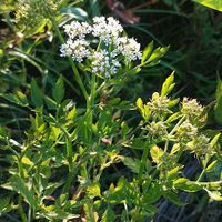 セリ,セリの花,セリ（芹）,多年草,春の七草の画像