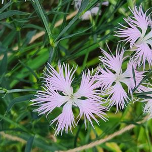 伝統園芸植物,川崎市緑化センターの画像